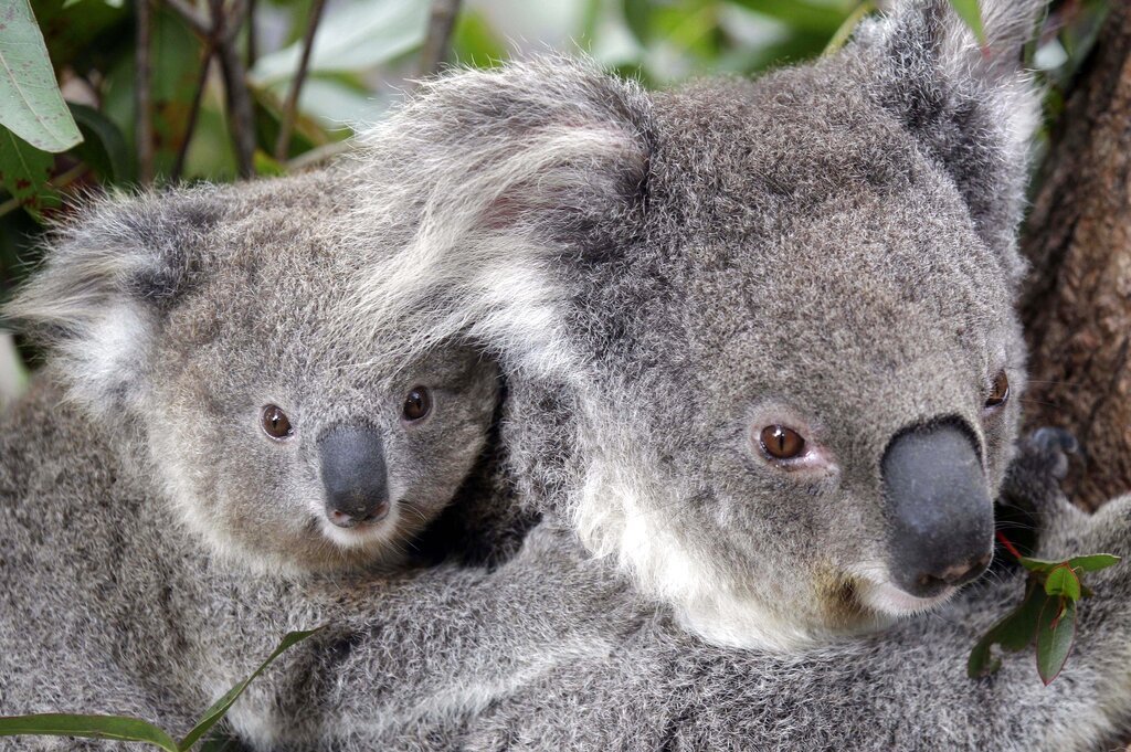Retroviruses are re-writing the koala genome and causing cancer