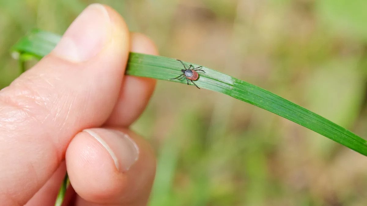 Why ticks are on the rise this year and how to protect yourself from Lyme disease