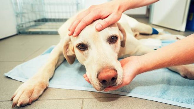 Michigan Officials Investigating ‘parvo-like’ Illness That Sickened, Killed Dozens Of Dogs